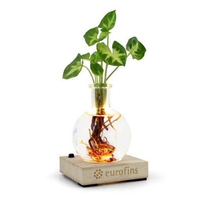 Plante socle  bois lumineux